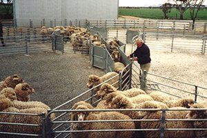 Fixed Sheep Yards installation services