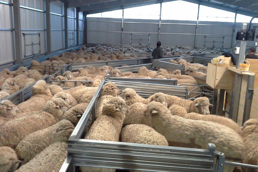 A shed full of sheep