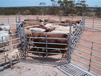 Fixed Cattle Yards