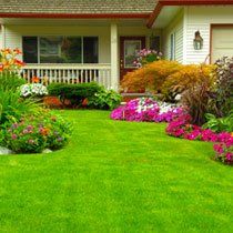 Artificial Grass Protection — Grass and Plants in Placenta, CA