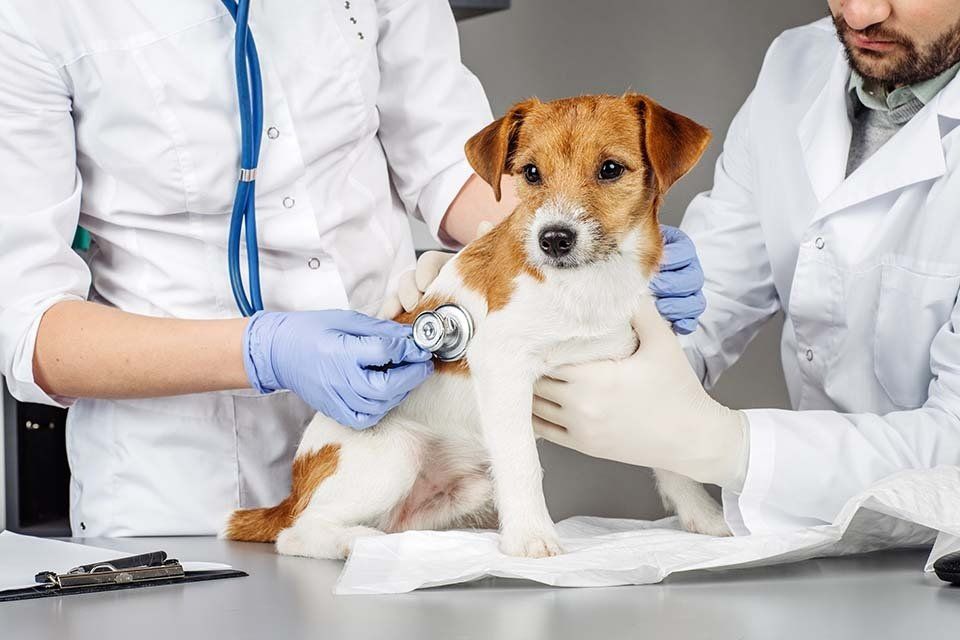 consulenza ambulatoria per cani e gatti