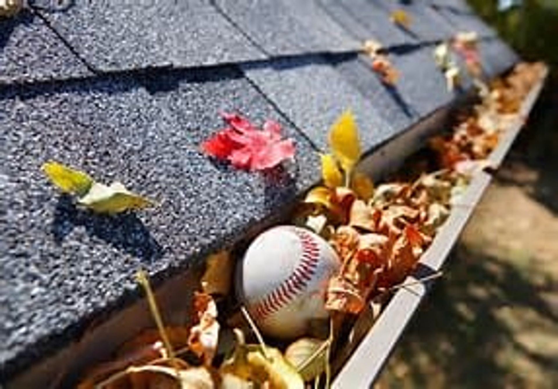 Gutter filled with autumn leaves and a baseball, next to gray shingled roof.