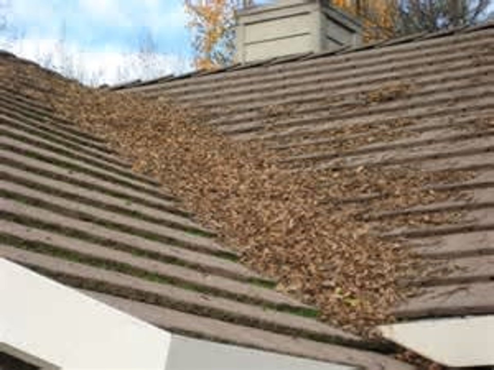 Brown roof covered in fallen leaves near a chimney and white house trim.