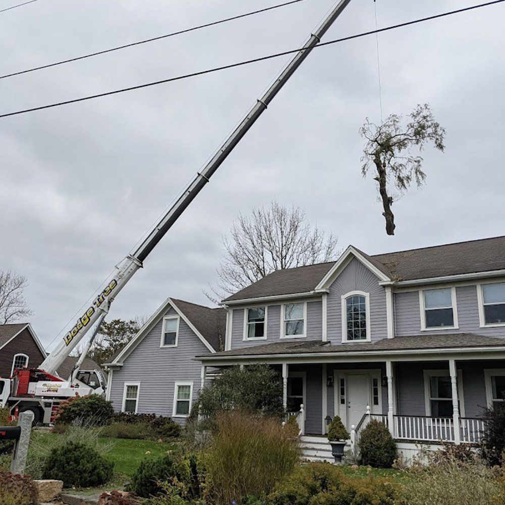 Tree Removal Using Crane — South Hamilton, MA — Dodge Tree Service
