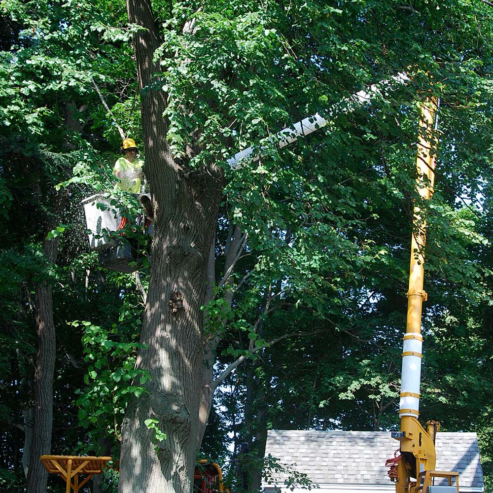 Worker Trimming The Tree — South Hamilton, MA — Dodge Tree Service