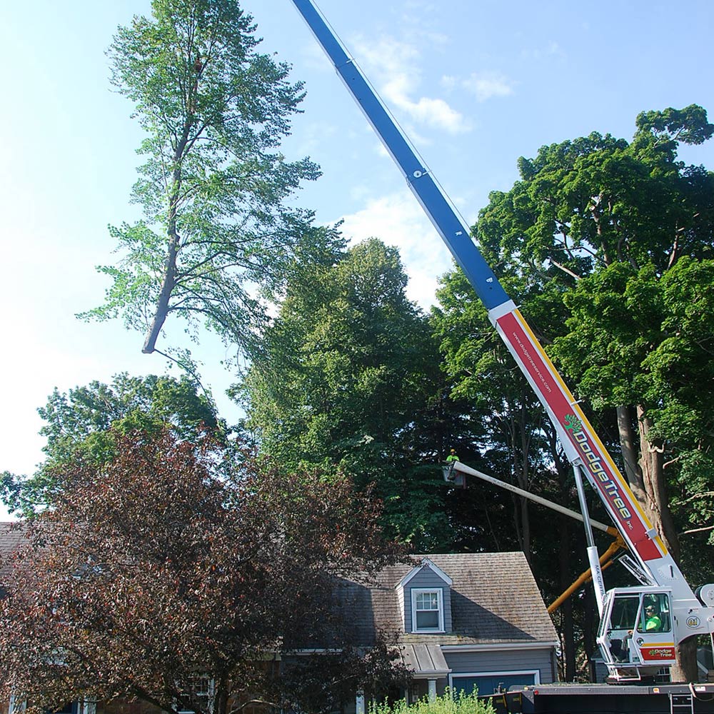 Lifting A Cut Tree — South Hamilton, MA — Dodge Tree Service