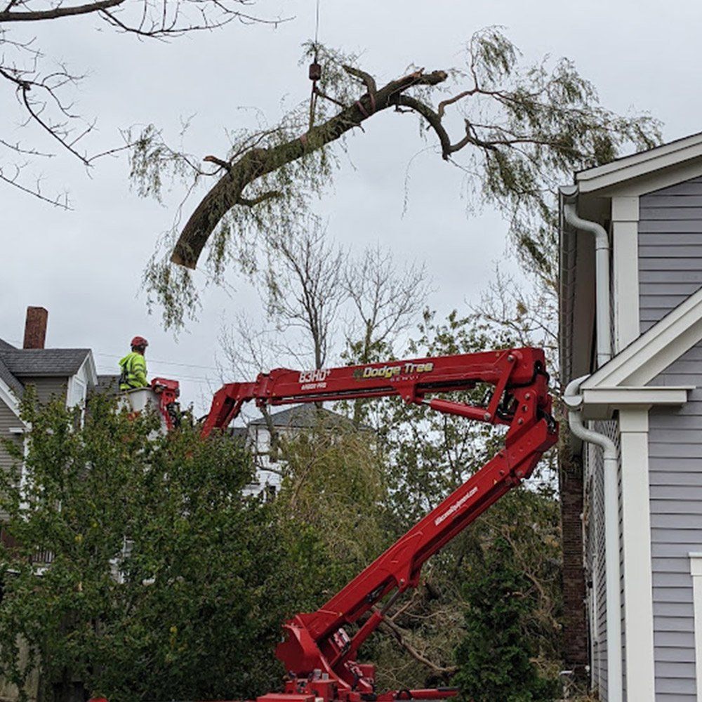 Lifting A Tree In Residential Area — South Hamilton, MA — Dodge Tree Service