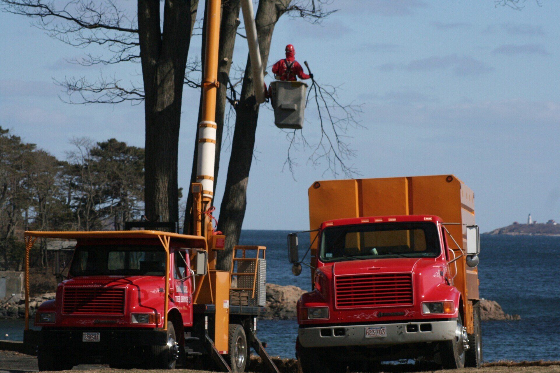 Lifting A Cut Tree — South Hamilton, MA — Dodge Tree Service
