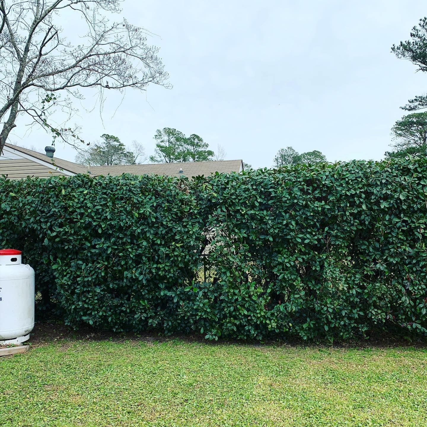 A propane tank is sitting in the grass next to a hedge.