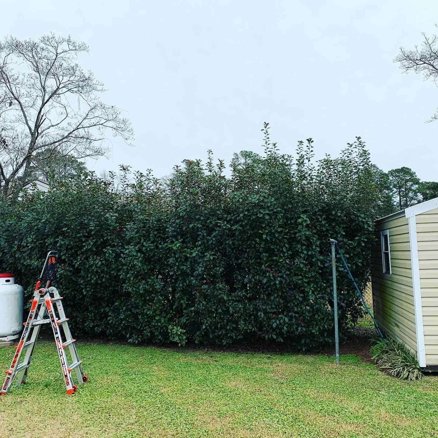 A ladder is sitting in the grass in front of a shed.
