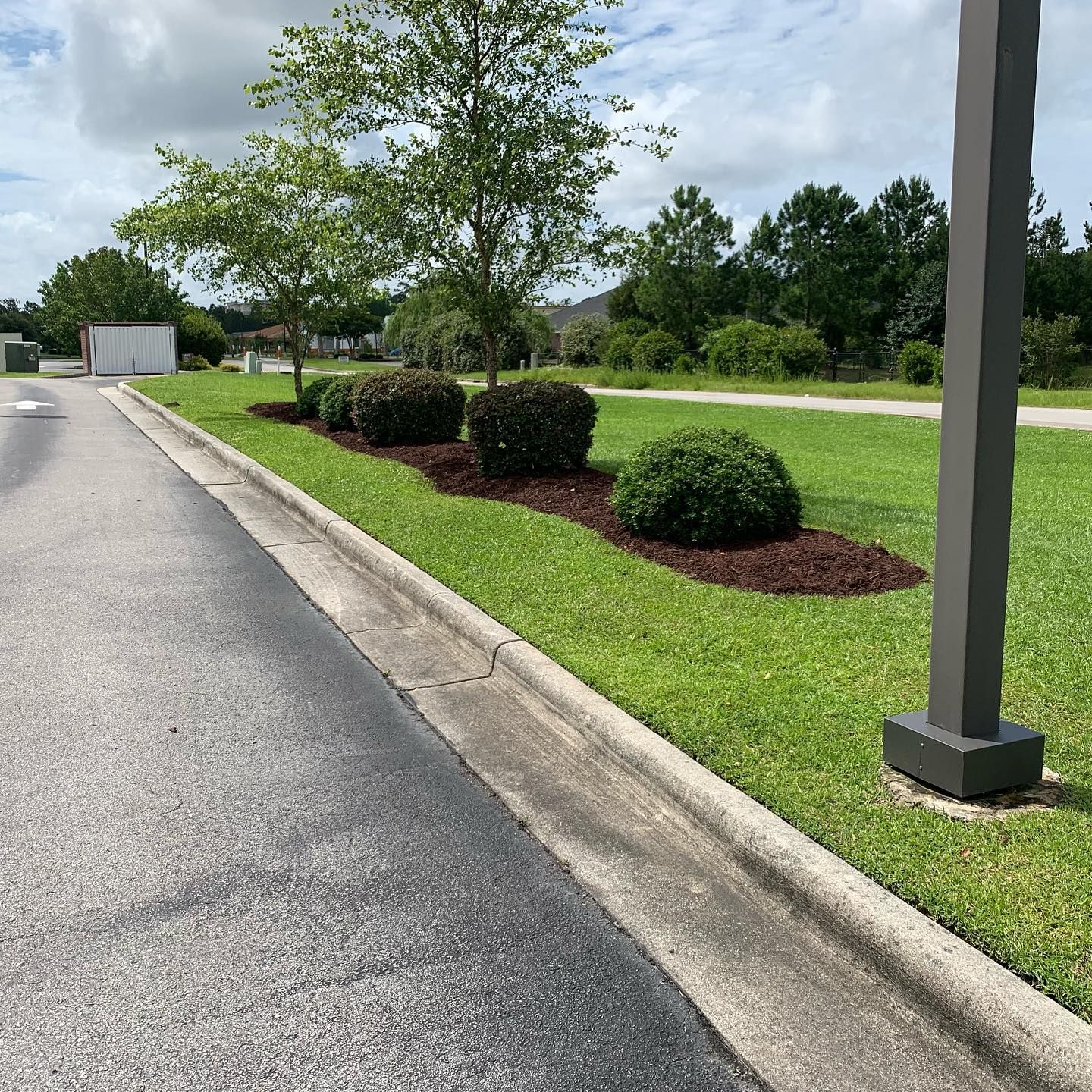 A row of trees and bushes along the side of a road