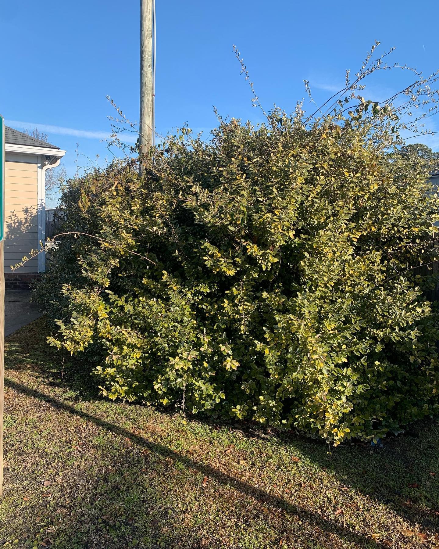 A large bush is growing in the grass in front of a house.
