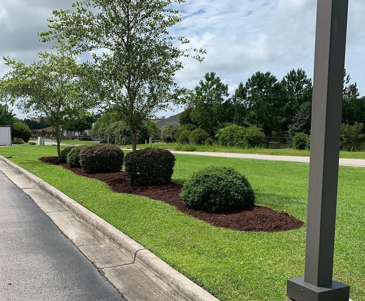 A row of trees and bushes on the side of a road