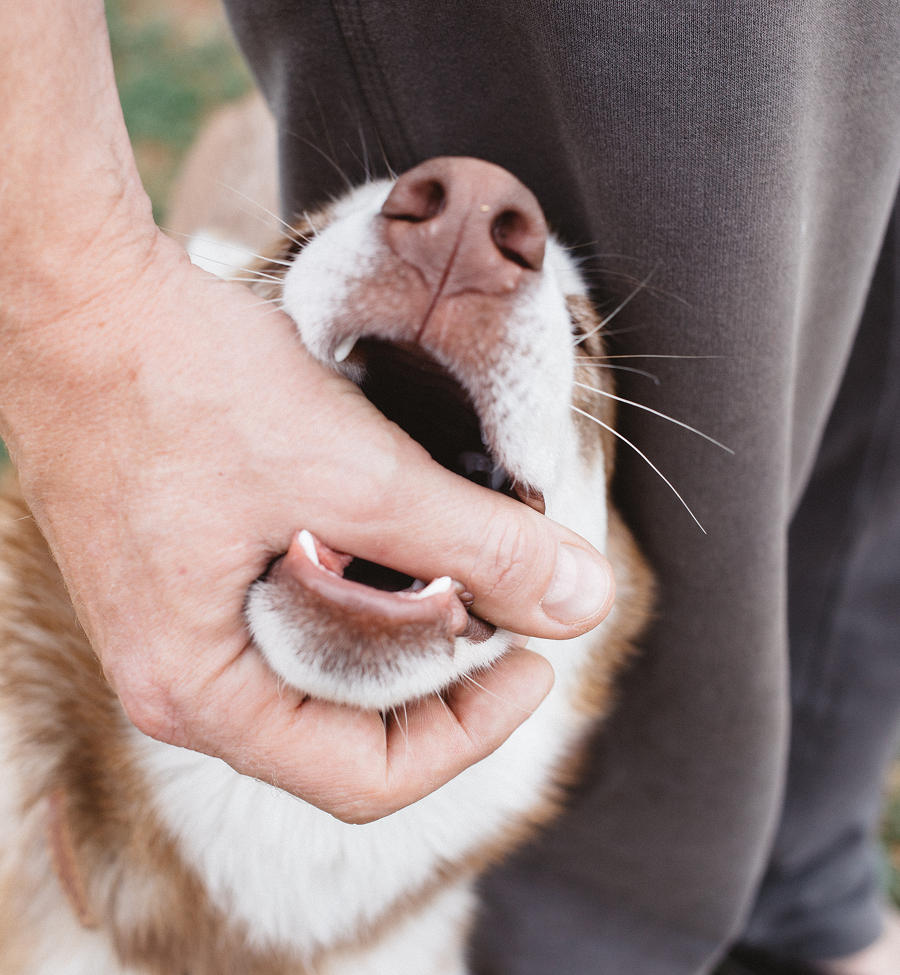 A close up of a person holding a dog 's mouth open