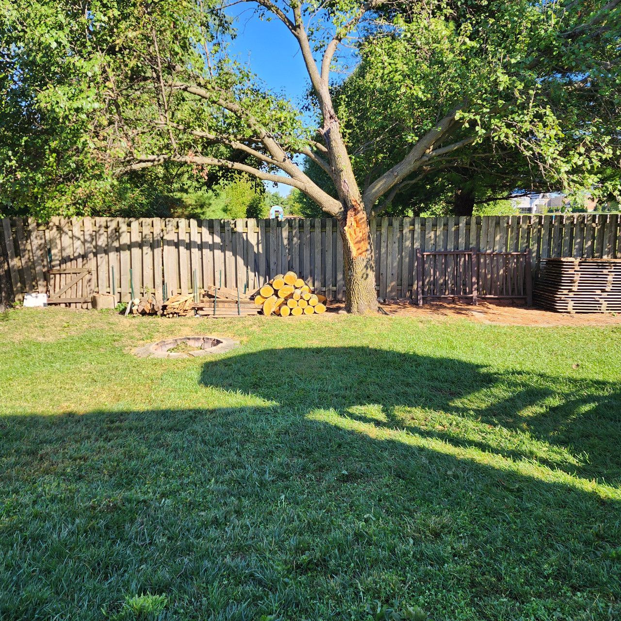A grassy backyard with a large tree, a pile of firewood, and a wooden fence under a clear blue sky.