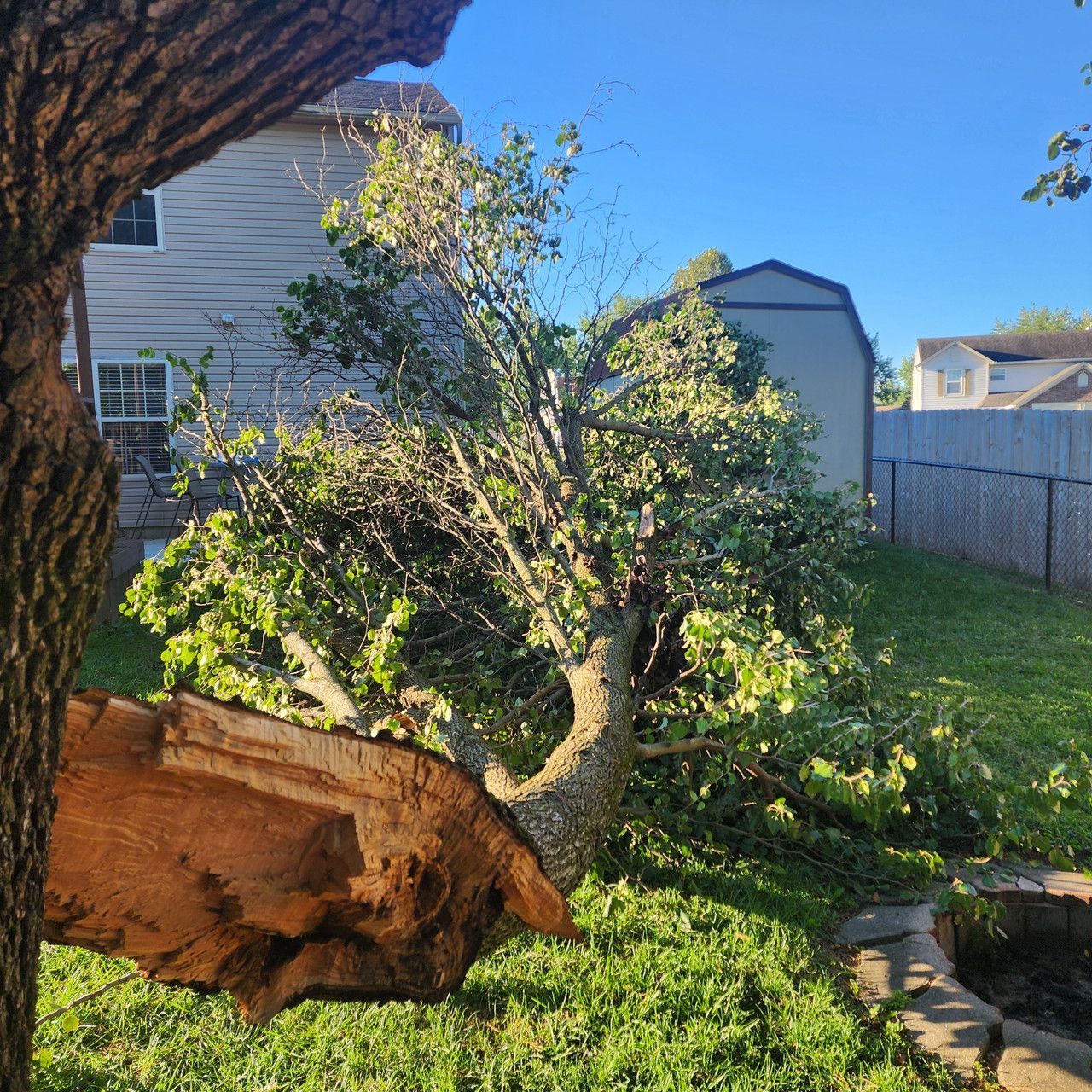 A large tree branch has snapped and fallen into a residential backyard, positioned near a house and a wooden shed.