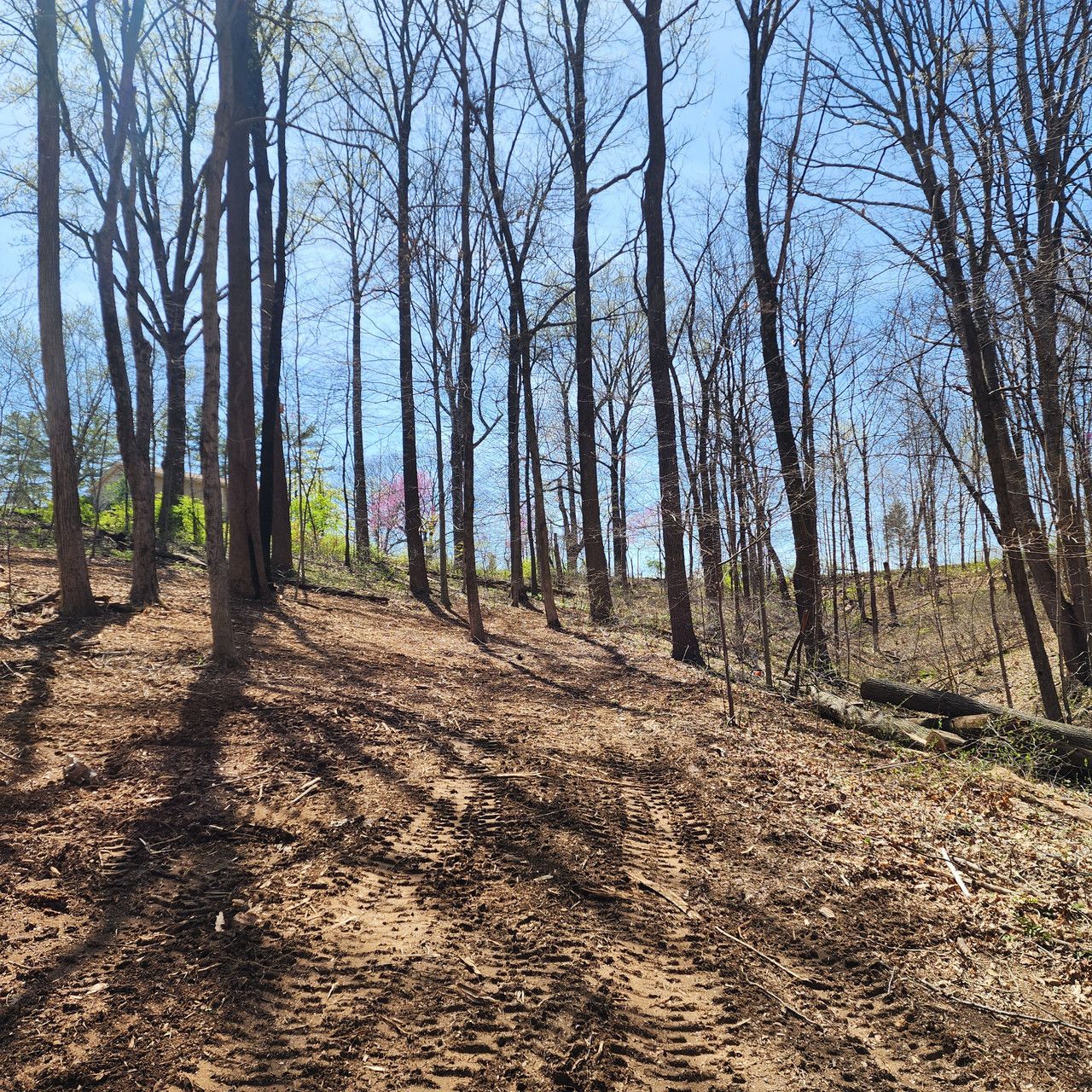 A cleared dirt path winds through a forest with tall, slender trees and scattered dried leaves on a sunny day.