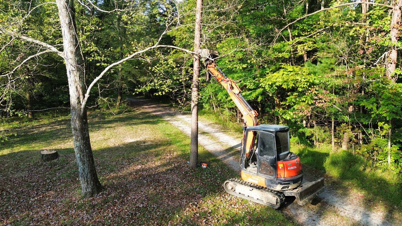 An orange excavator with a tree shear attachment grips a slender tree trunk in a sunlit forest clearing.