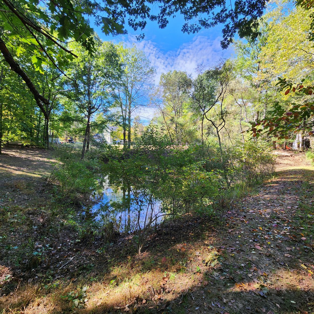 A tranquil forest pond reflecting the blue sky, surrounded by vibrant green trees and a leaf-covered path.