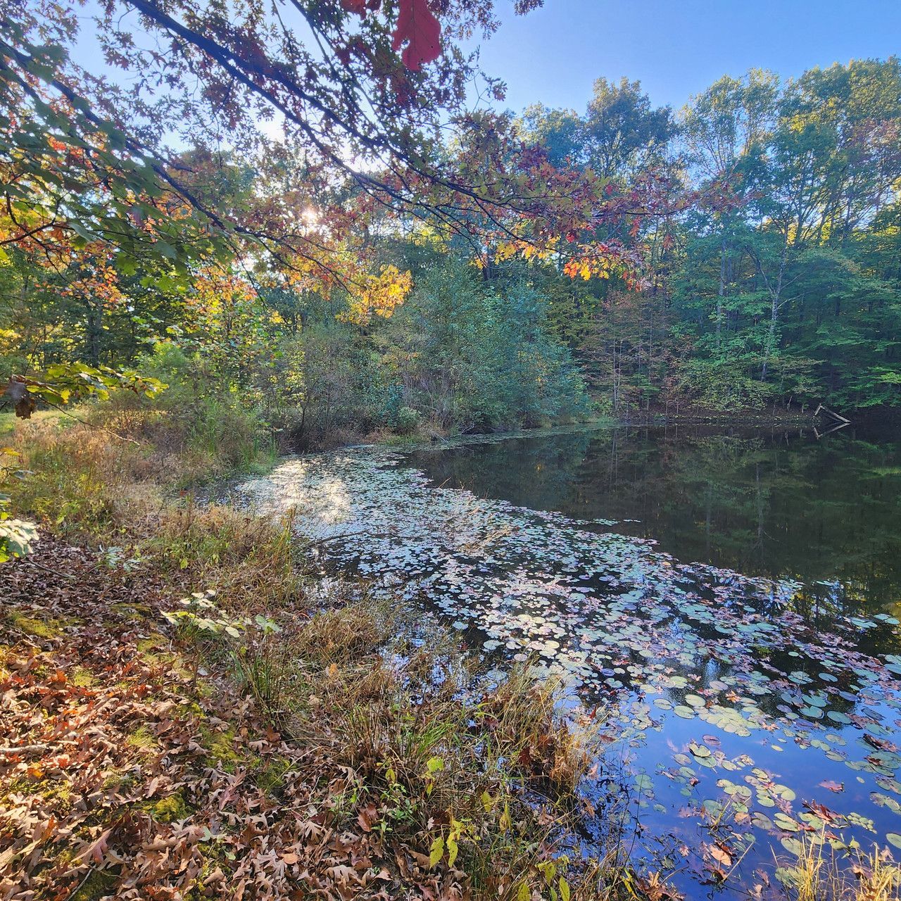 A pond reflecting the sky, framed by trees with autumn foliage and fallen leaves along the shore.