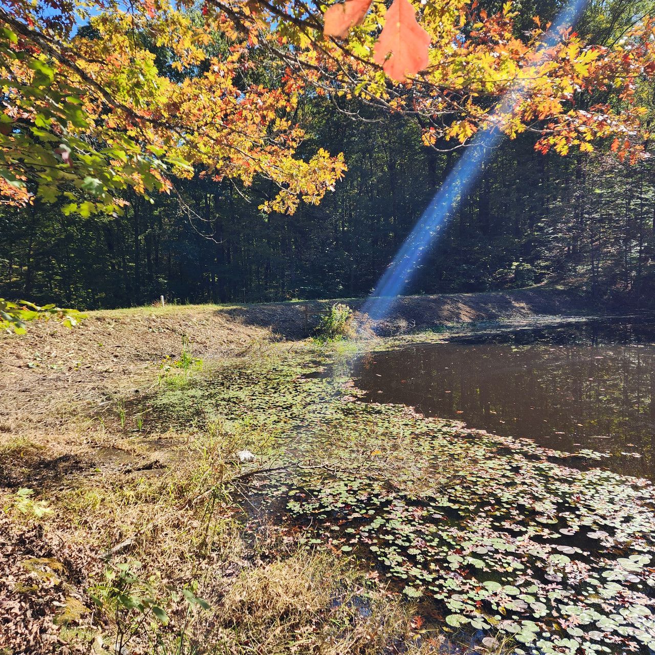 A sunlit pond shoreline in autumn, with golden-leafed trees overhead and water lilies floating on the water's surface.