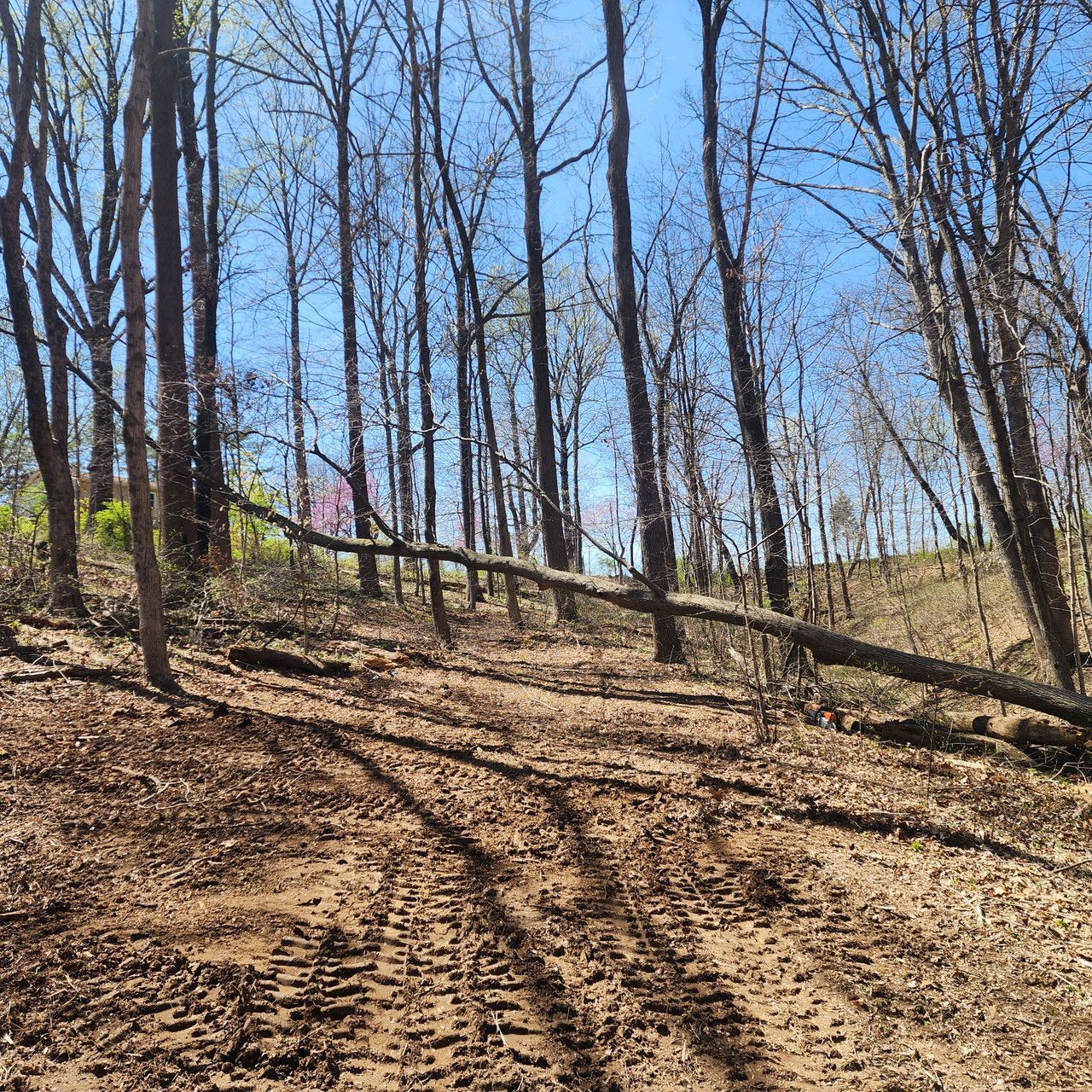 A tall tree has fallen across a muddy forest trail marked with vehicle tire tracks under a bright blue sky.