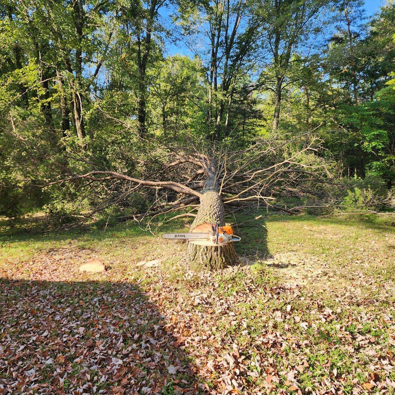 A chainsaw resting on the stump of a freshly felled pine tree in a grassy, sunlit wooded area.