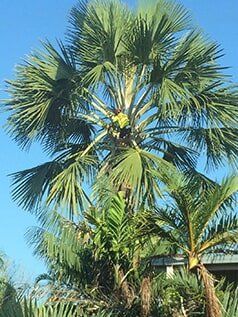 Palm trees — Build Up Crane Hire in Casuarina, NT