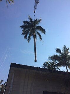 Crane removing palm tree — Build Up Crane Hire in Casuarina, NT