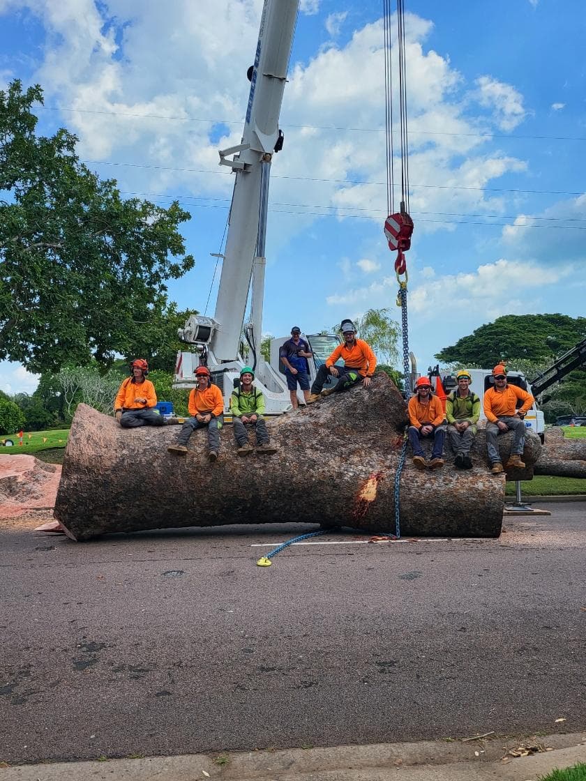 Huge Tree Removal — Build Up Crane Hire in Casuarina, NT