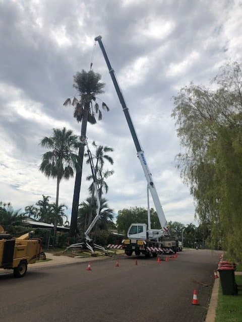 Palm Tree Cutting — Build Up Crane Hire in Casuarina, NT