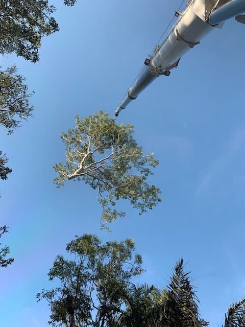 Crane Lifting Tree Branch — Build Up Crane Hire in Casuarina, NT