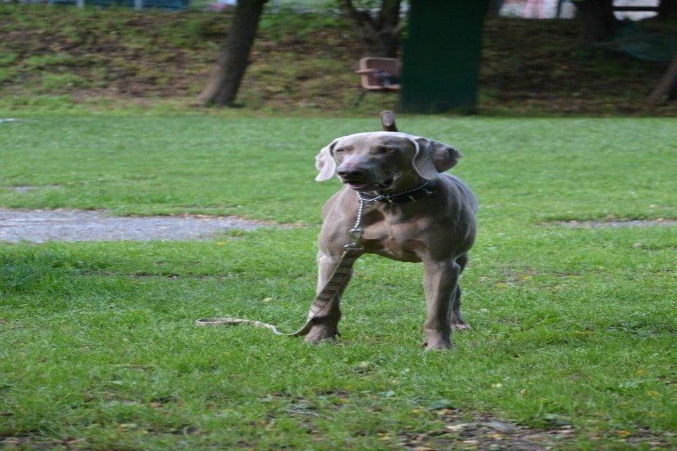 cane durante il corso di obbedienza