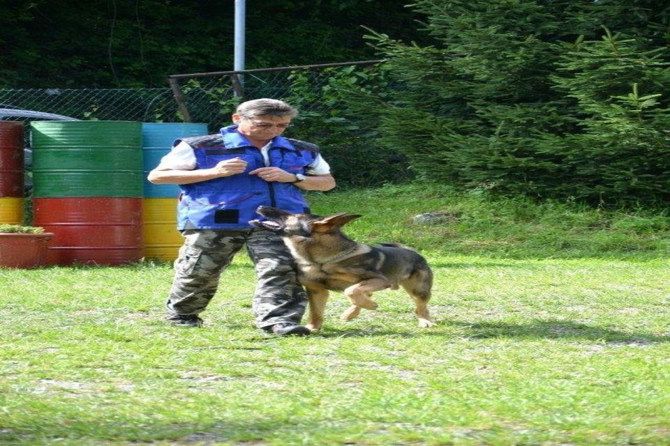 corso di obbedienza con istruttore