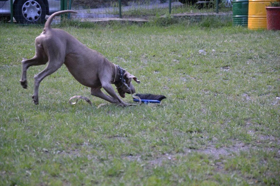 cane del centro per corso di obbedienza