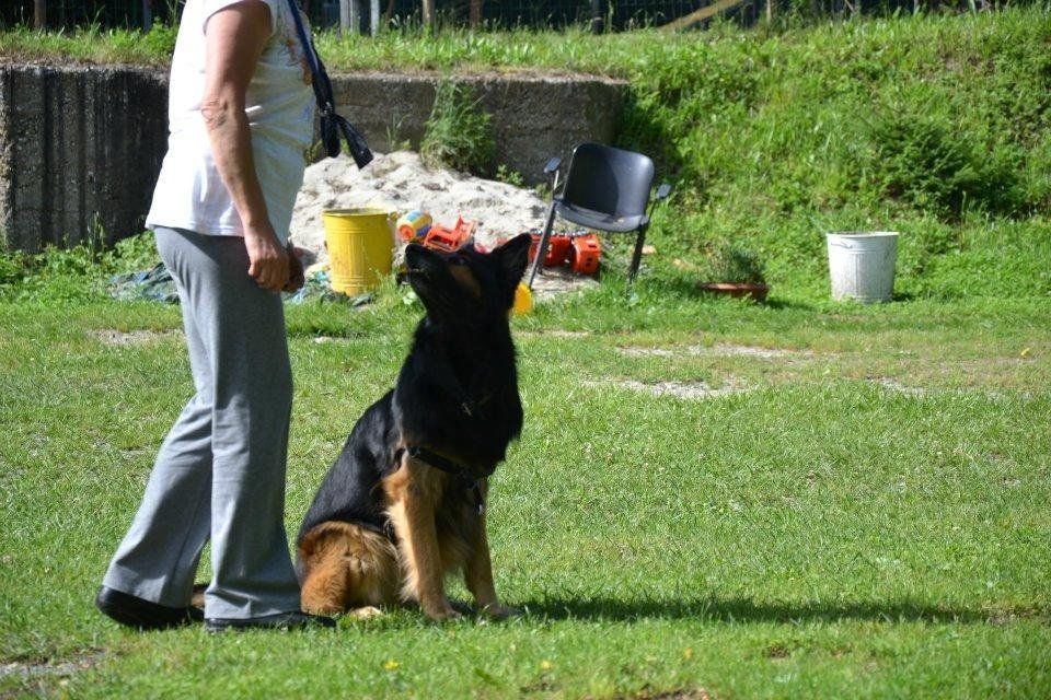 corso di obbedienza per cani