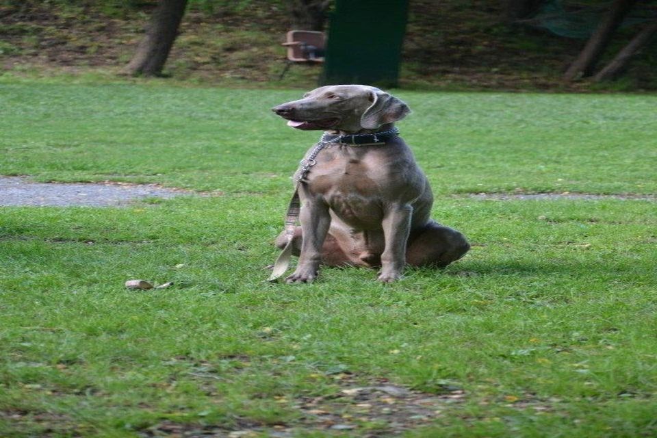 cane del centro cinofilo