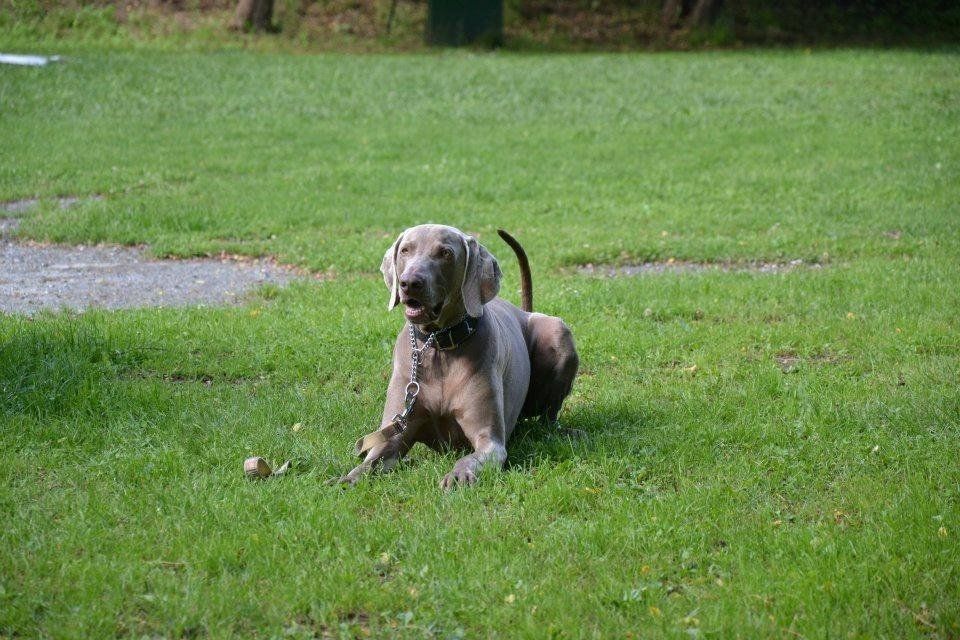 cane nel percorso di addestramento