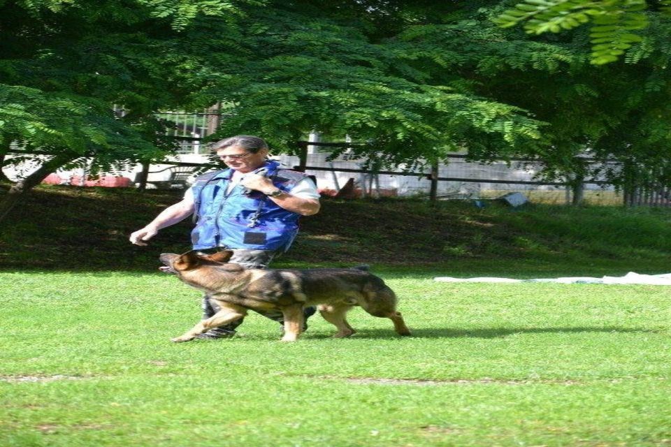 corso di obbedienza per cani