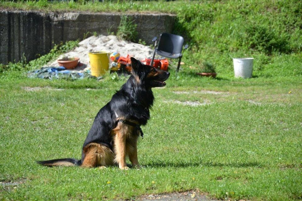corso di obbedienza per cuccioli