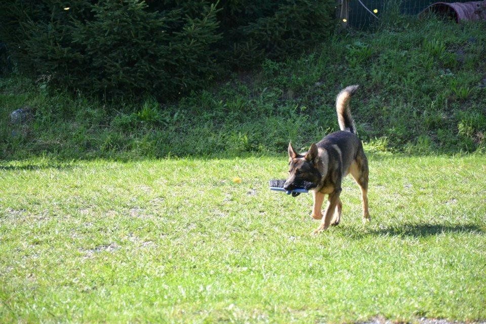pastore tedesco durante il corso di obbedienza