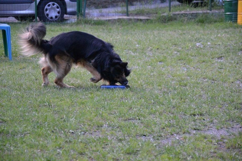 corso di obbedienza per cani domestici