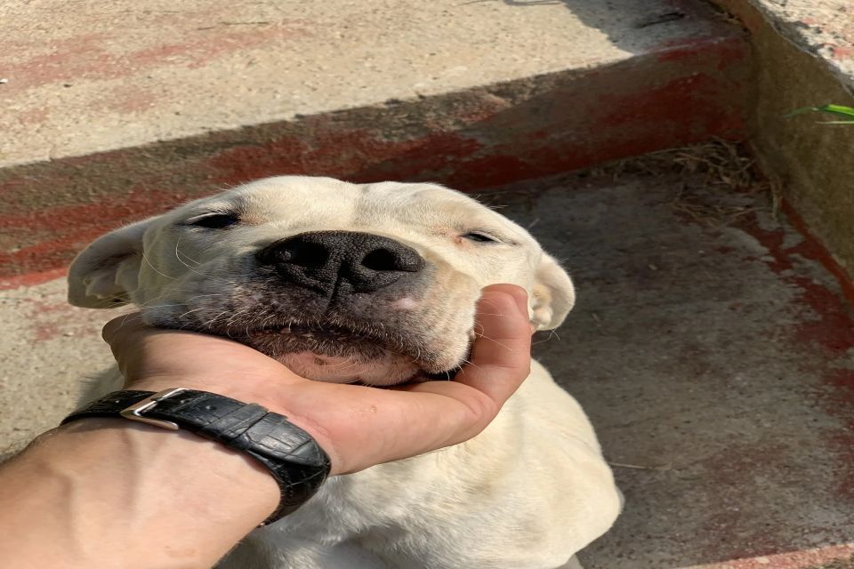 cane nella pensione del centro cinofilo