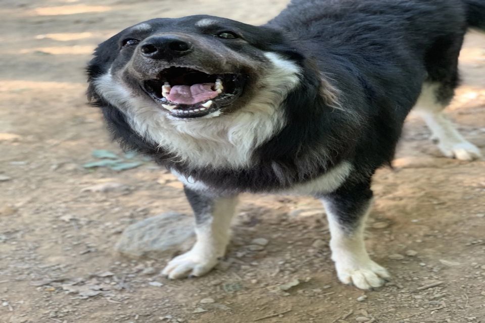 cane nella pensione del centro