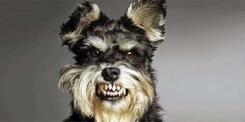 Problemi comportamentali nei cani