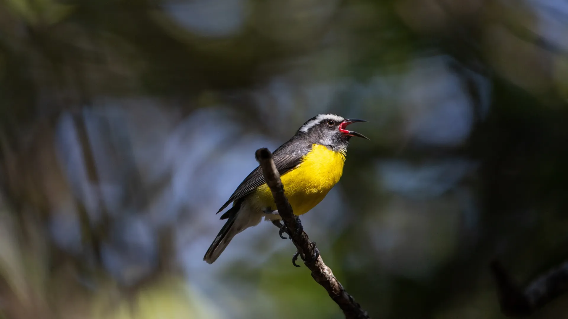Yellow and grey bird with red markings perched on a thin branch against a blurred background.