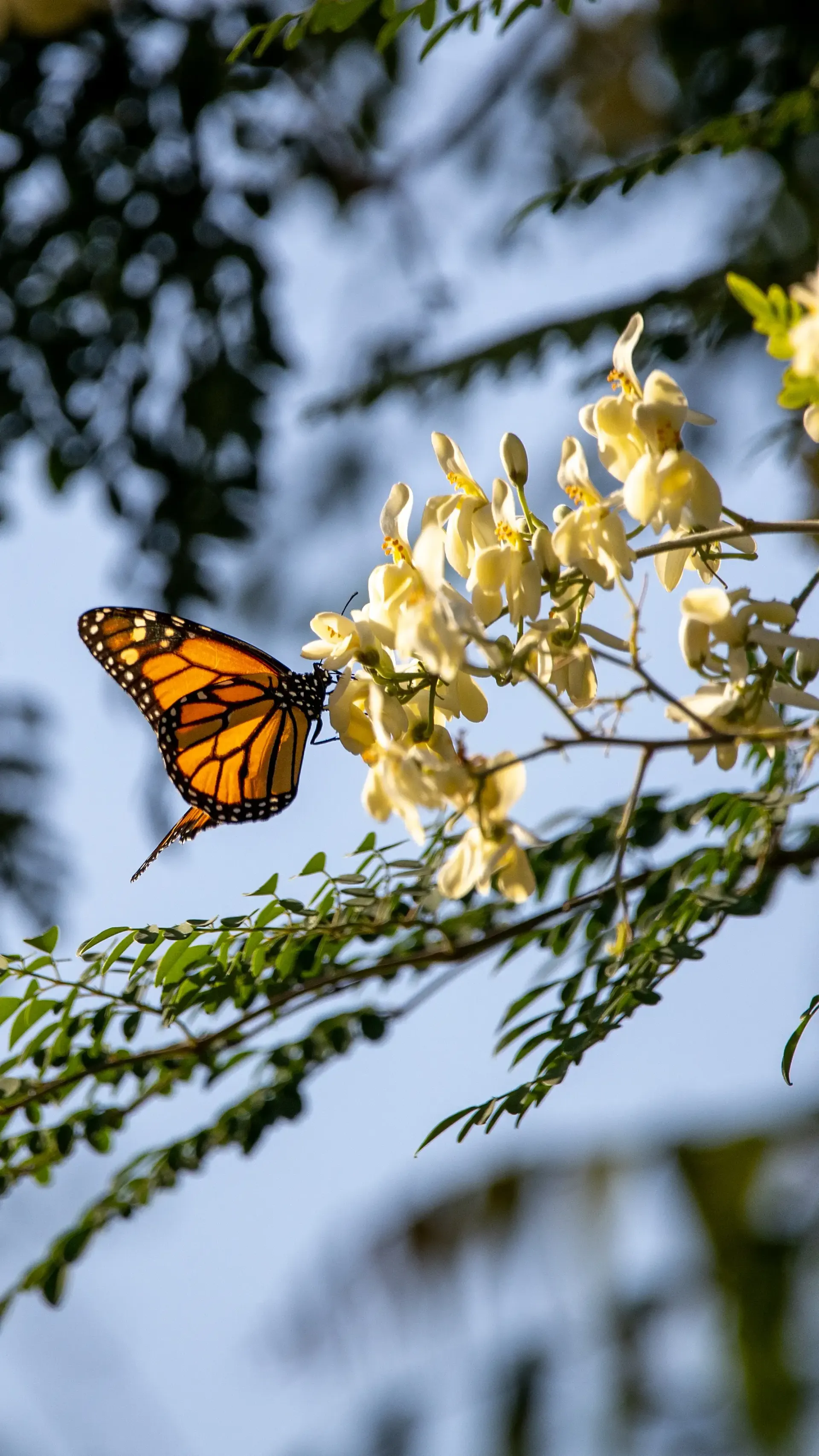 Monarch butterfly with orange and black wings, perched on a cluster of yellow flowers against a blue sky.