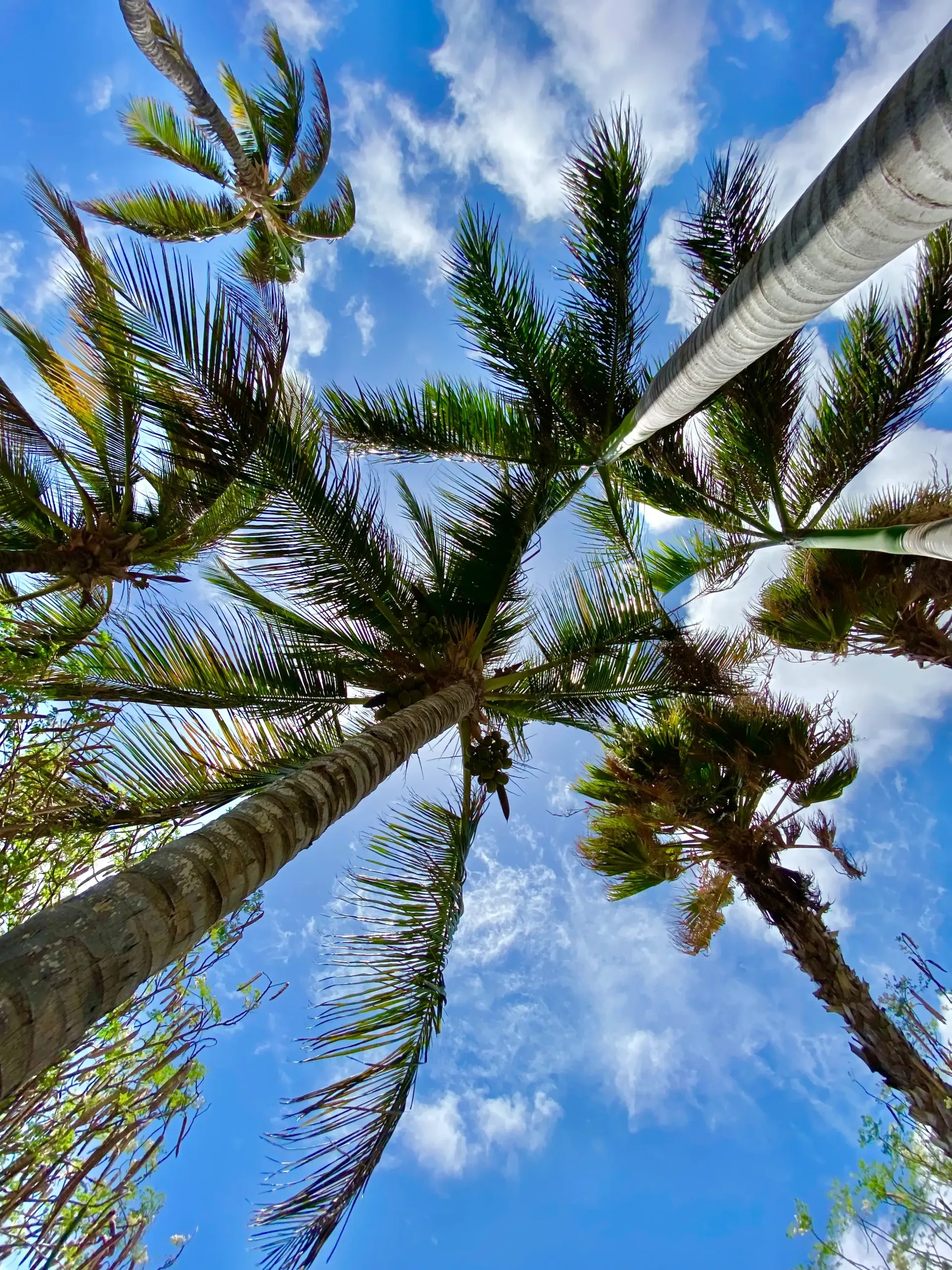 Palm trees against a bright blue sky with white, fluffy clouds.