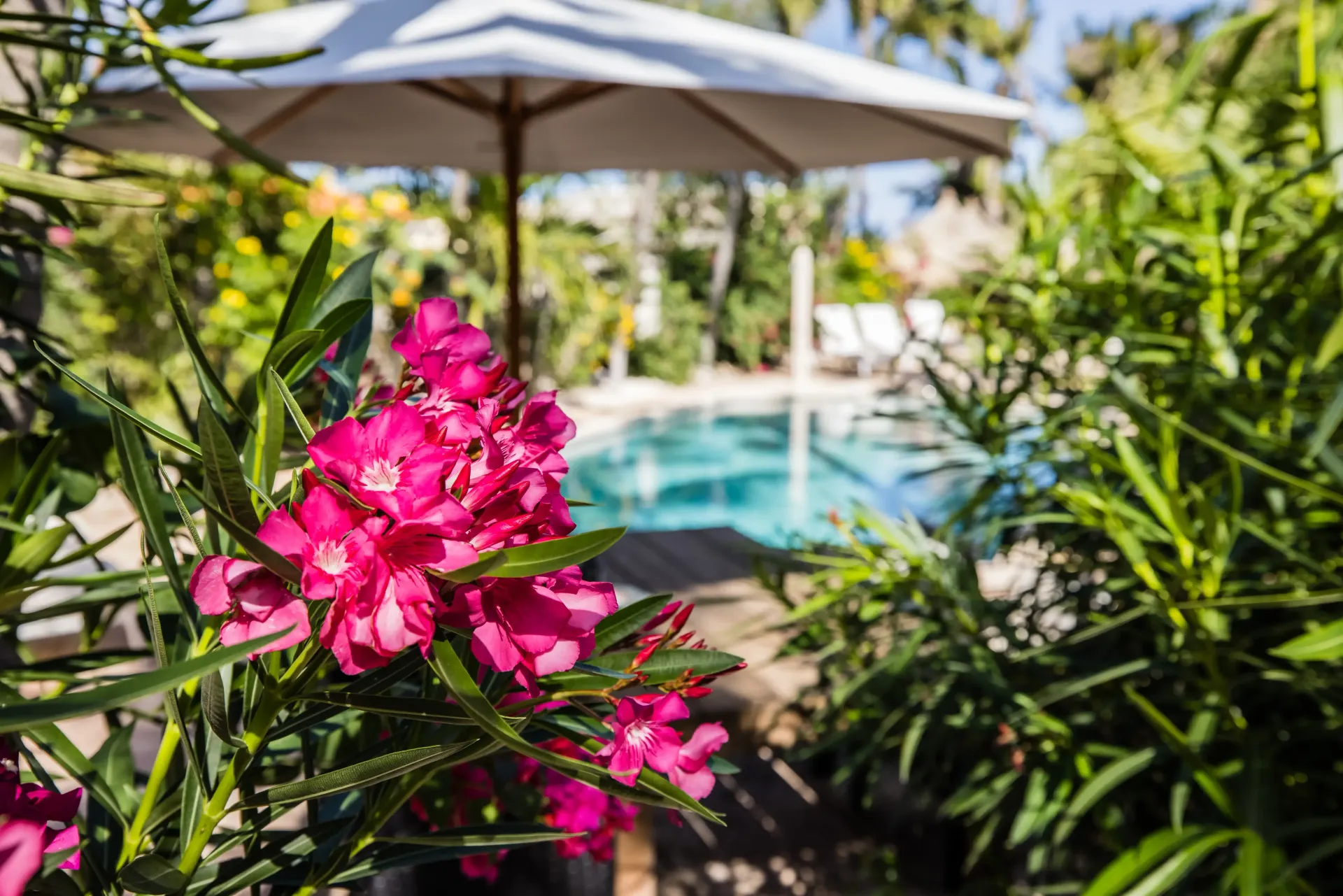 Pink flowers in focus, pool with umbrella and lounge chairs blurred in background.