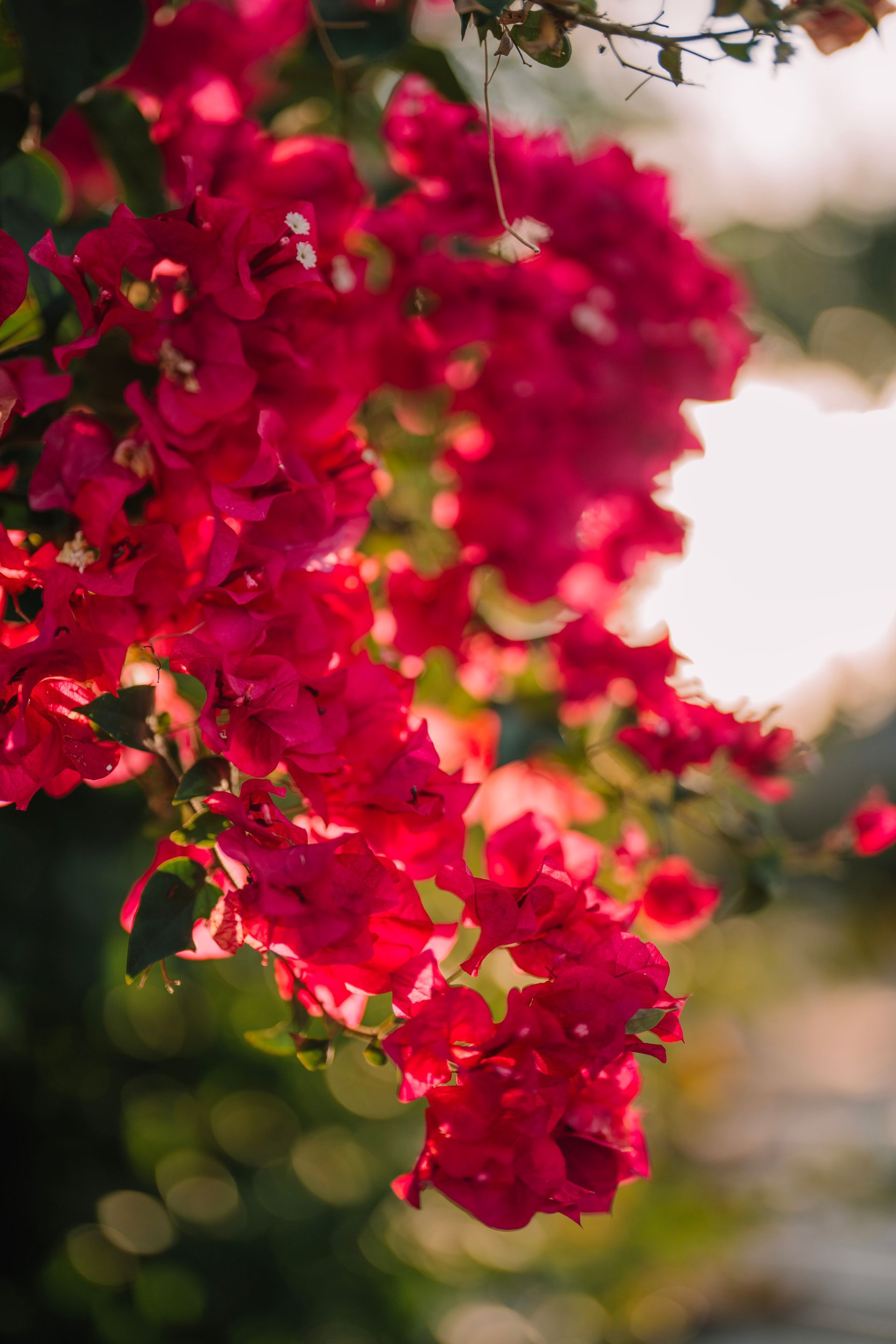 Bright pink bougainvillea flowers backlit by the sun.